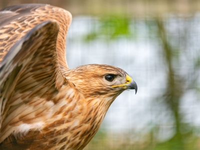 Arendbuizerd - De Zonnegloed - Dierenpark - Dieren opvangcentrum - Sanctuary